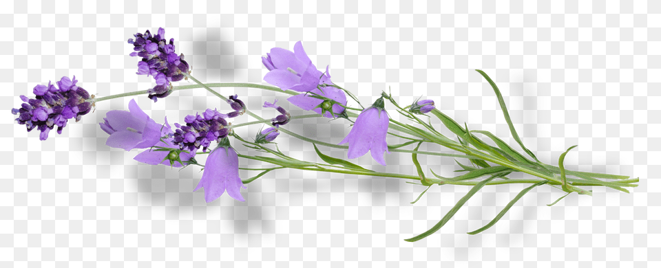 Bellflower, Flower, Lavender, Plant, Purple Png Image