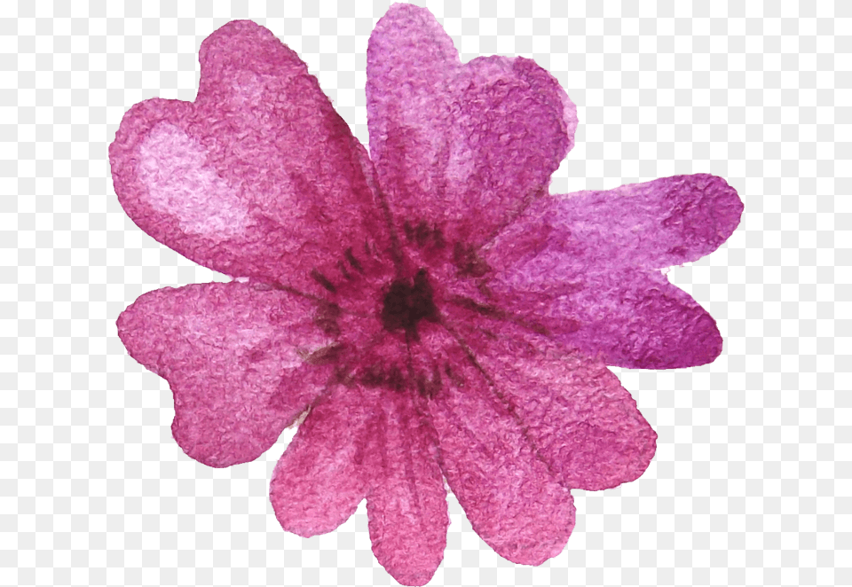 Bellflower, Flower, Petal, Plant, Daisy Png Image