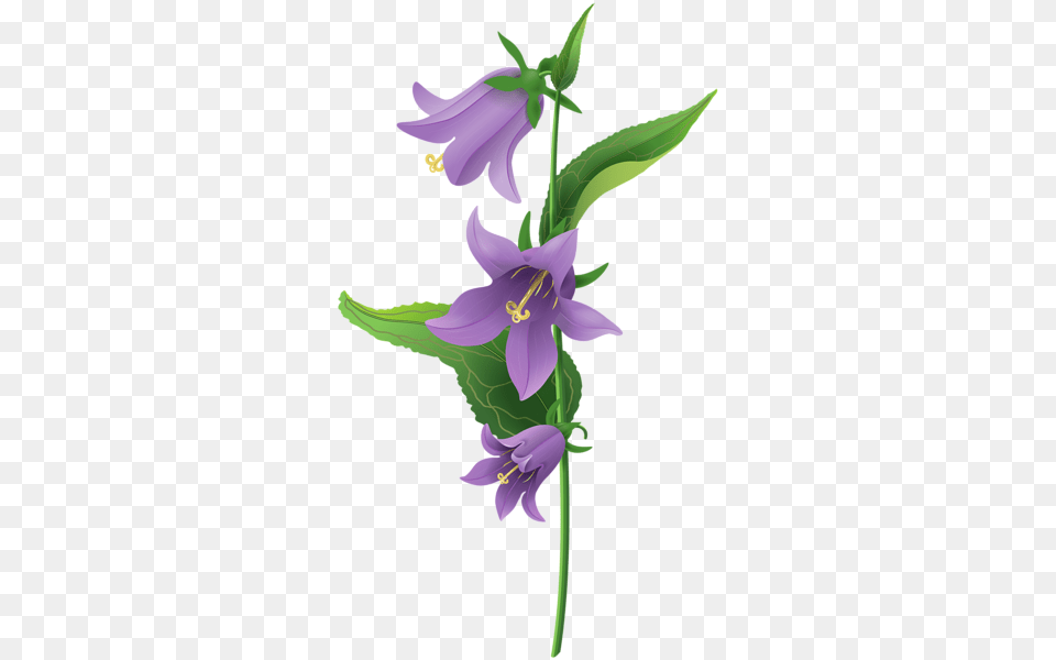 Bellflower, Flower, Plant, Anther, Petal Png Image