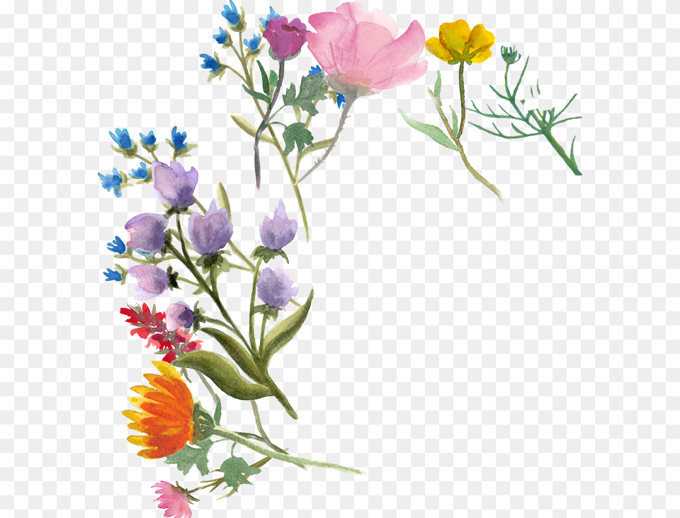 Bellflower, Graphics, Art, Floral Design, Flower Png