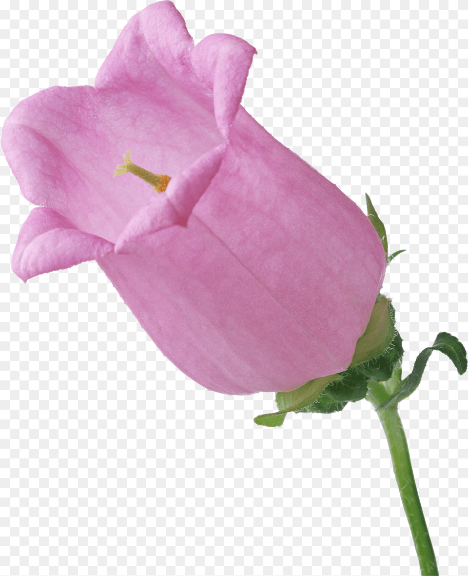 Bellflower, Flower, Plant, Rose Free Png Download