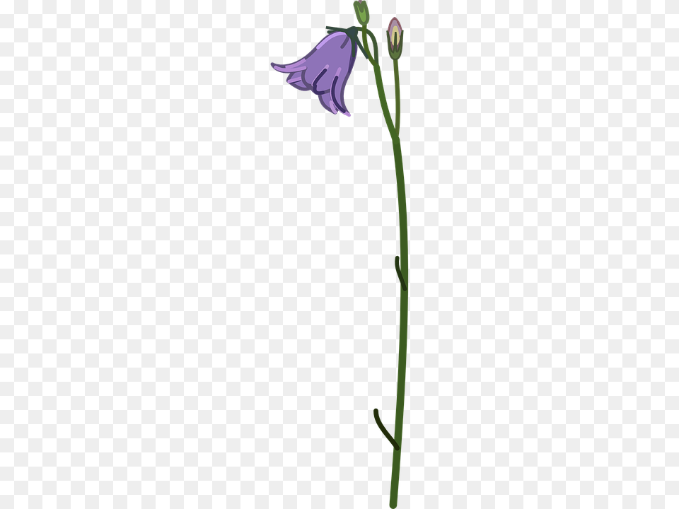Bellflower, Bud, Flax, Flower, Plant Free Png Download
