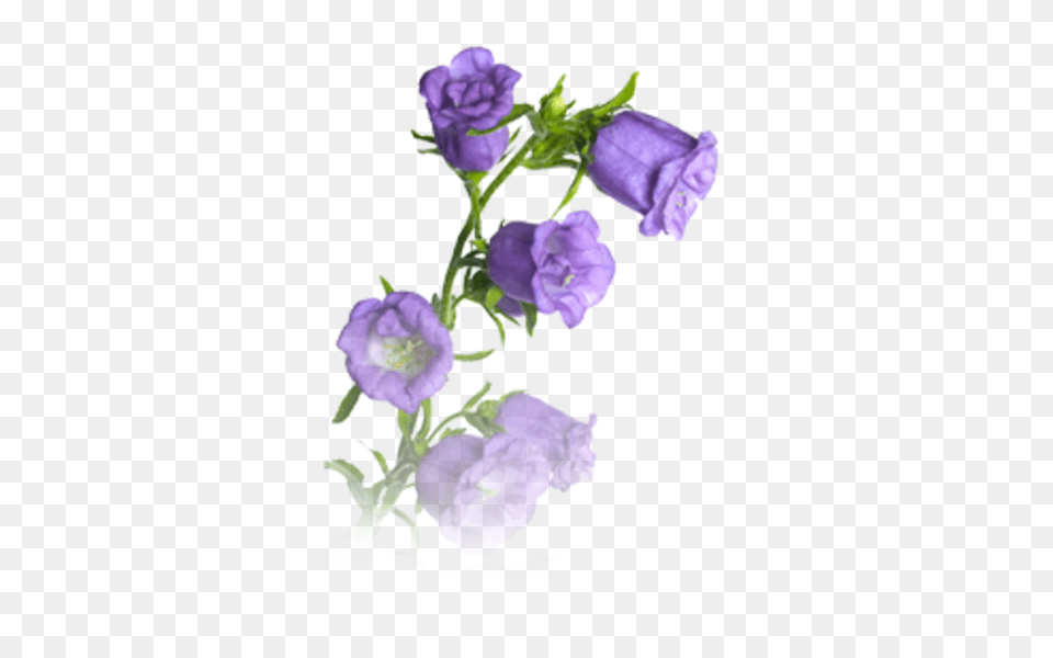 Bellflower, Flower, Plant, Petal, Rose Png