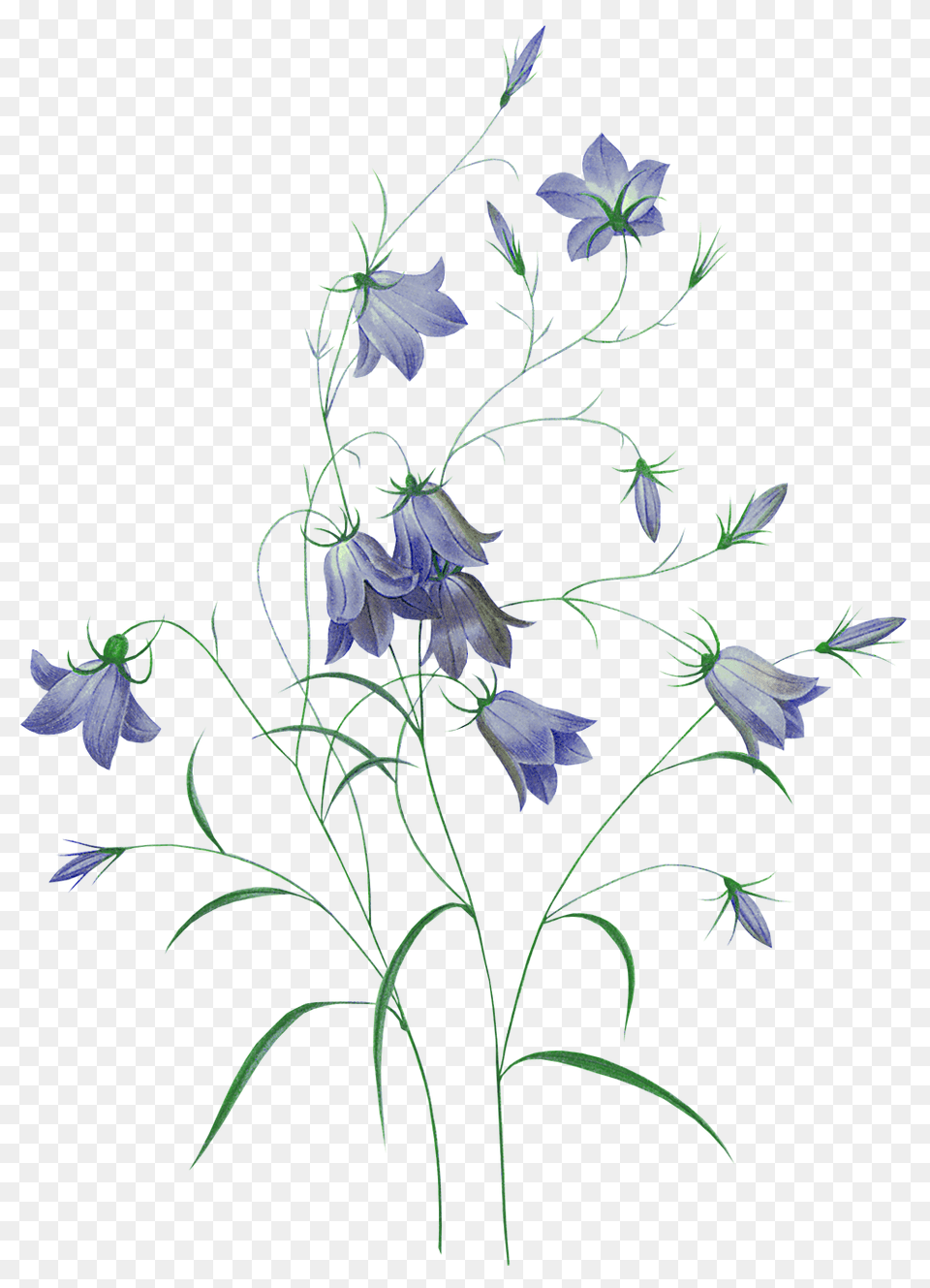 Bellflower, Acanthaceae, Flower, Pattern, Plant Png Image