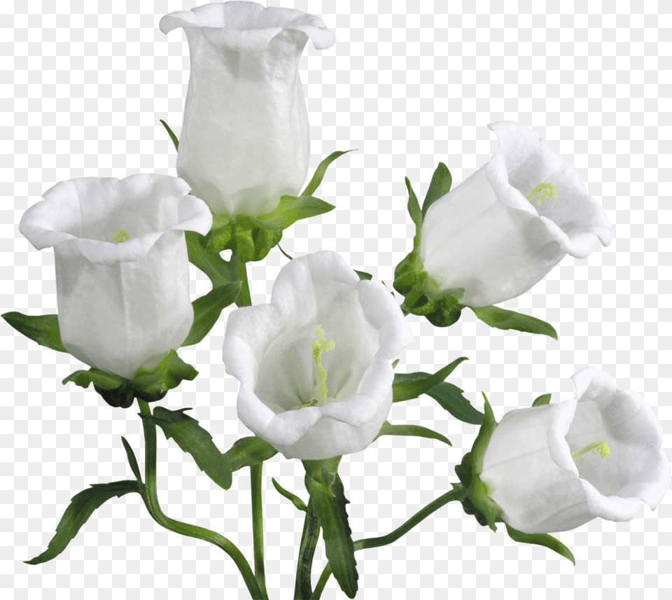 Bellflower, Flower, Plant, Rose, Petal Free Transparent Png