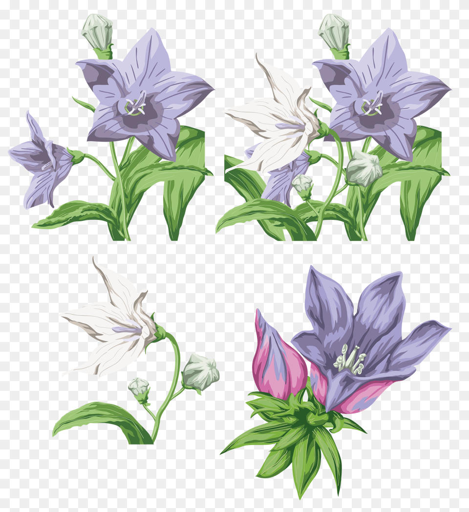 Bellflower, Flower, Plant, Art, Collage Png Image