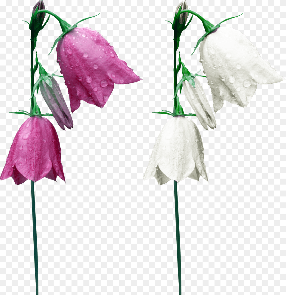 Bellflower, Flower, Petal, Plant, Gladiolus Png Image