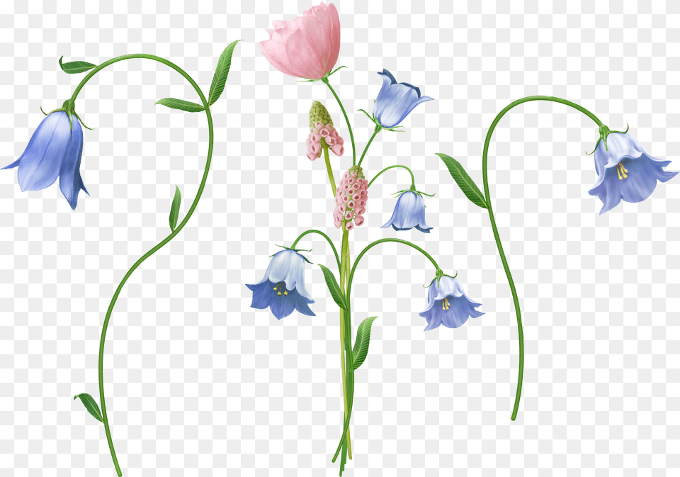 Bellflower, Flower, Plant, Flower Arrangement, Flax Free Png