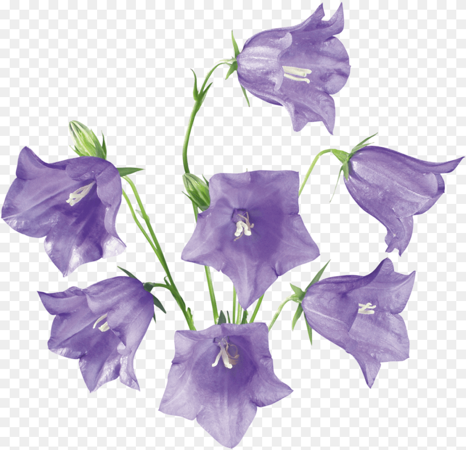 Bellflower, Flower, Plant, Iris, Petal Free Png