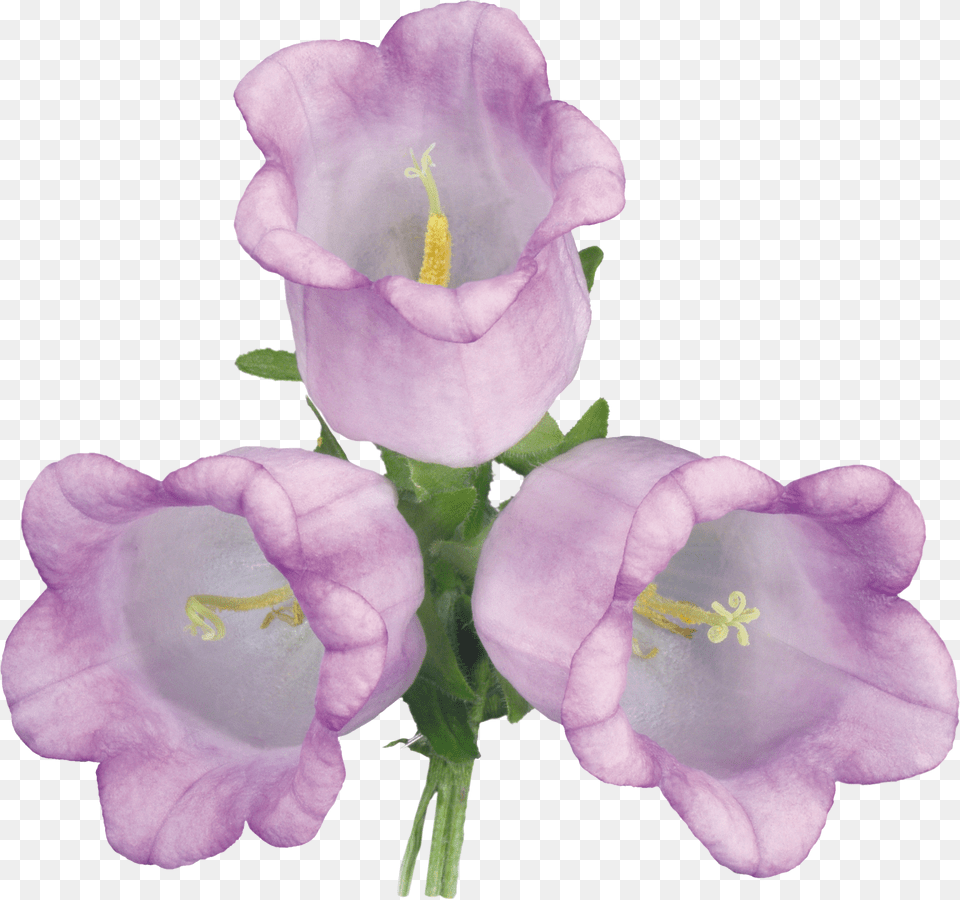 Bellflower, Flower, Plant, Rose, Anther Free Png Download