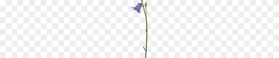 Bellflower, Flax, Flower, Petal, Plant Png