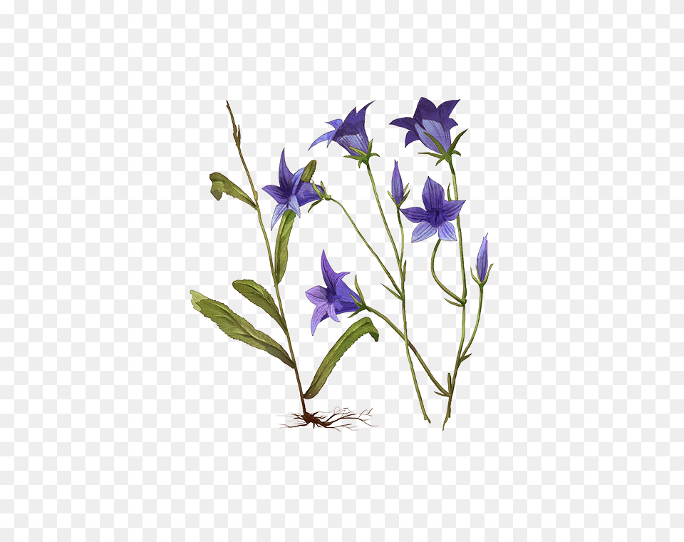 Bellflower, Acanthaceae, Flower, Plant, Petal Free Png