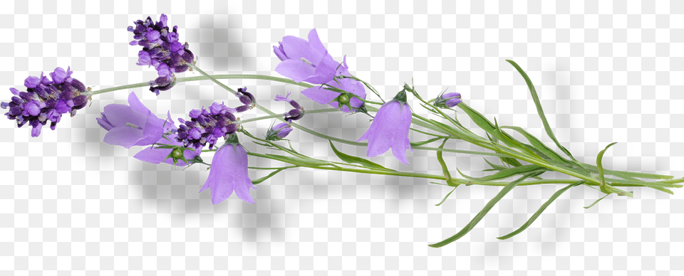 Bellflower, Flower, Plant, Lavender, Geranium Png