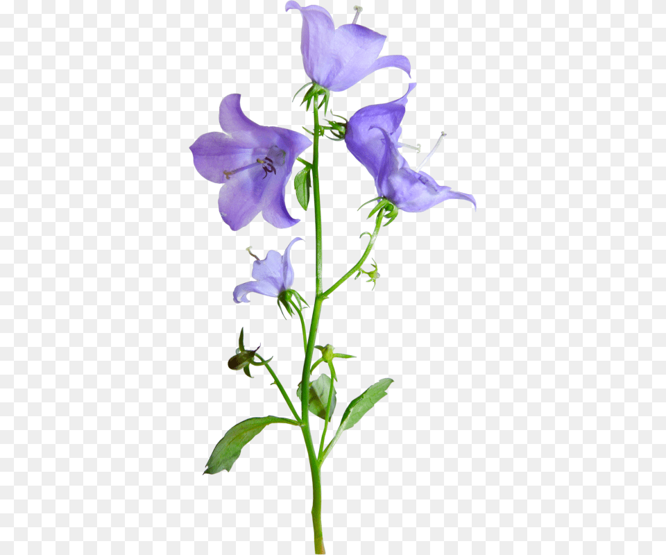 Bellflower Harebell, Acanthaceae, Flower, Geranium, Plant Free Png Download