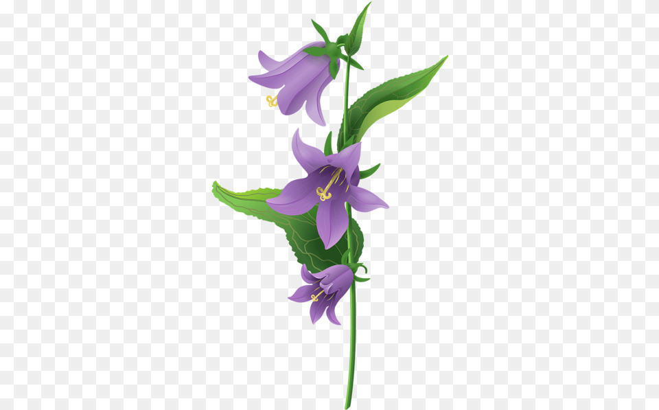 Bellflower Leaves Transparent Background Icons Purple Flower Plants With Green Leaves, Plant, Anther, Petal, Aquilegia Free Png