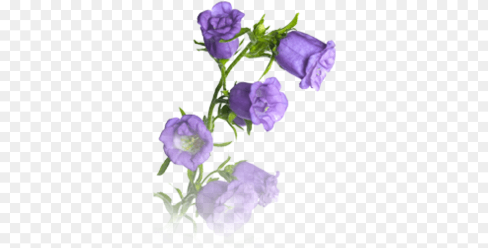 Bellflower Purple Bell Flowers, Flower, Plant, Petal, Rose Png Image