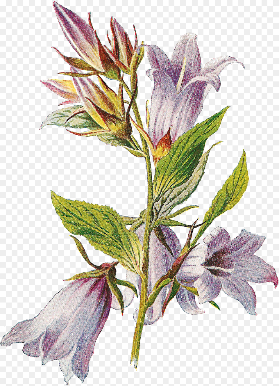 Bellflower Transparent Bell Flower Antiques, Acanthaceae, Plant, Annonaceae, Tree Free Png