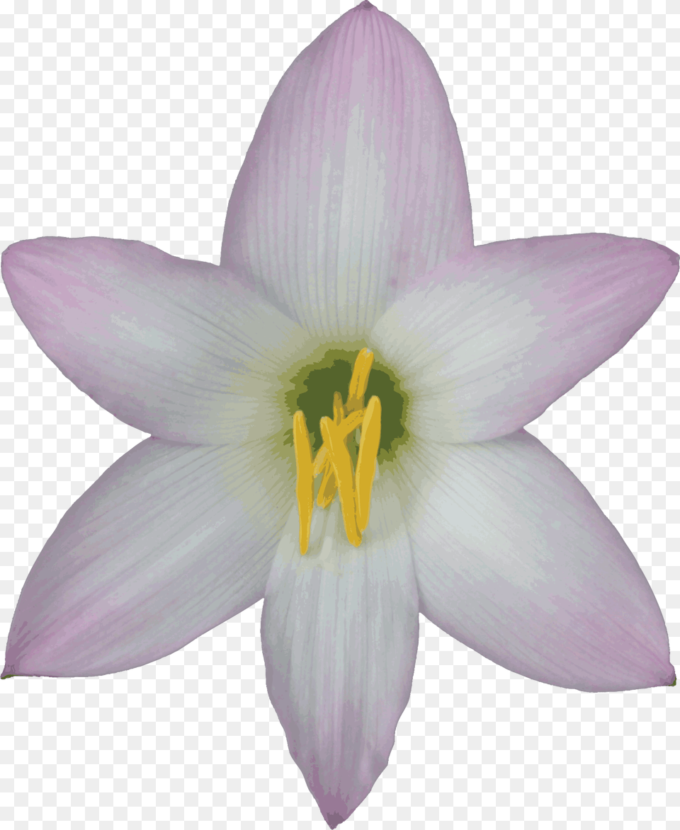 Bellflower Transparent Images Lily With No Background, Anther, Flower, Plant, Animal Free Png