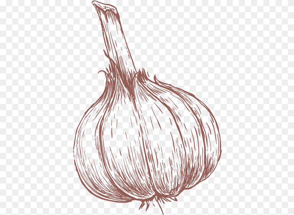 Bellillo Garlic Drawing, Food, Produce, Adult, Female Png Image