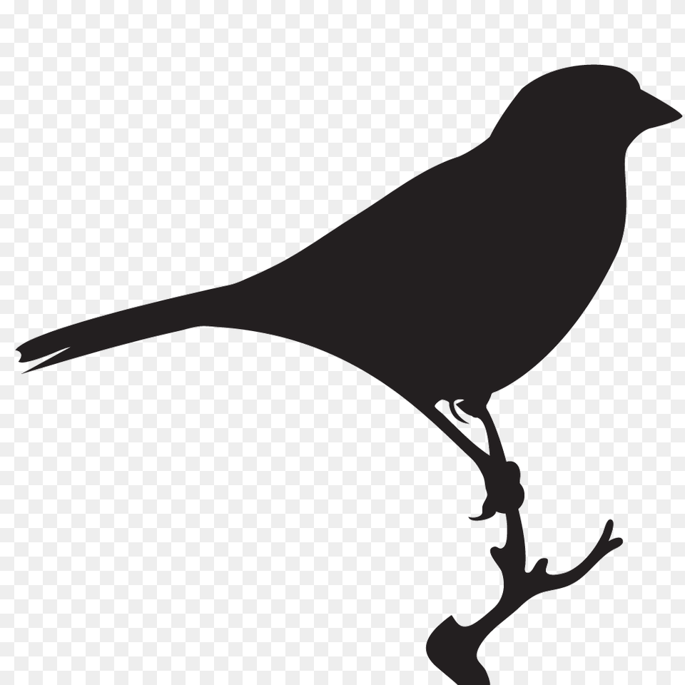 Bells Sparrow Overview All About Birds Cornell Lab Of Ornithology, Animal, Bird, Blackbird, Silhouette Free Transparent Png