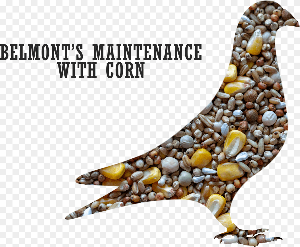 Belmont S Maintenance Pigeon Mix With Corntitle Maintenance Feeds For Pigeon Free Png