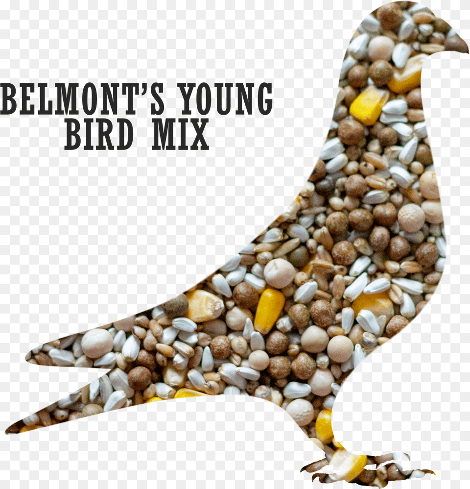 Belmont S Young Bird Pigeon Mixtitle Belmont S Young Pigeons And Doves Png