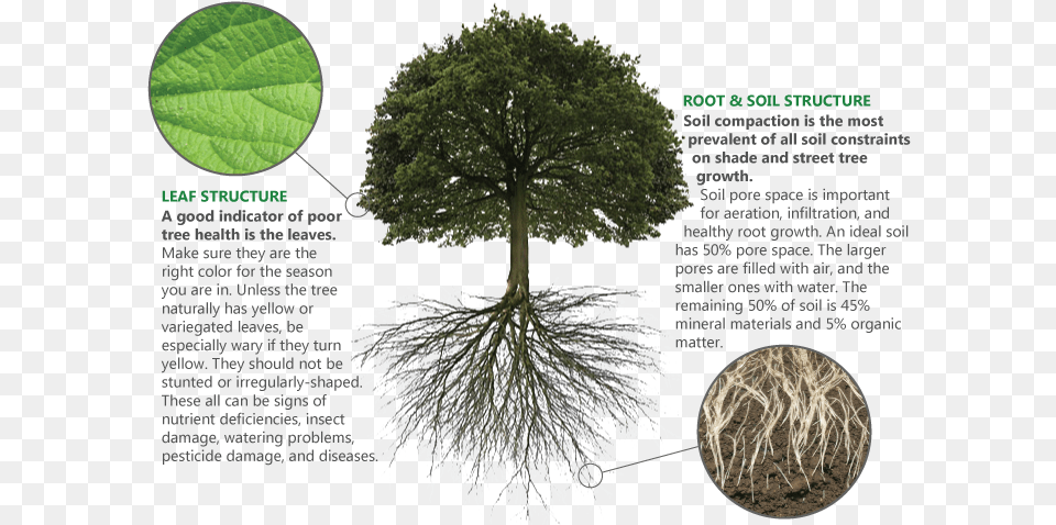 Below Ground Biomass Above And Below Ground Biomass, Leaf, Plant, Tree, Root Png Image