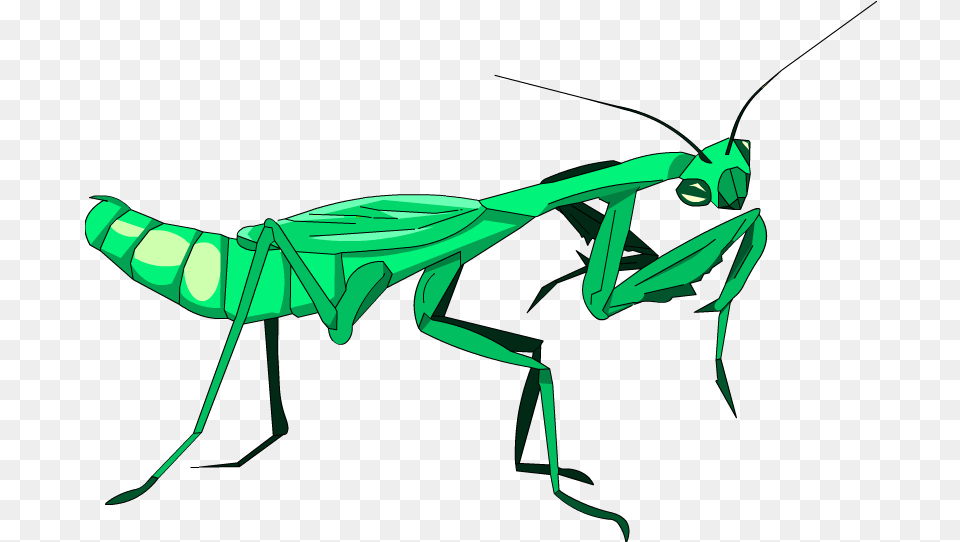 Below Is A Rendering Of The, Animal, Insect, Invertebrate, Mantis Free Transparent Png