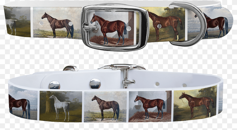 Belt, Accessories, Animal, Horse, Mammal Free Png
