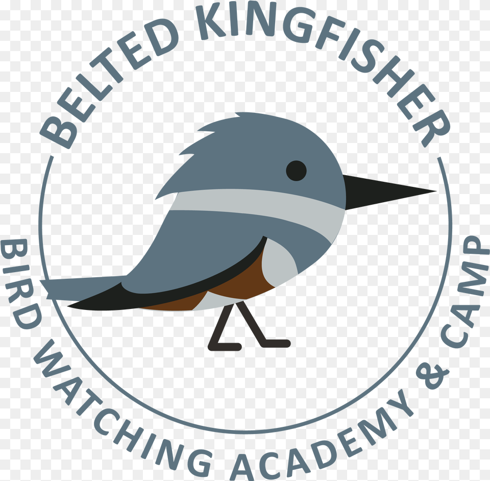 Belted Kingfisher Us Nuclear Regulatory Commission, Animal, Beak, Bird, Jay Png Image