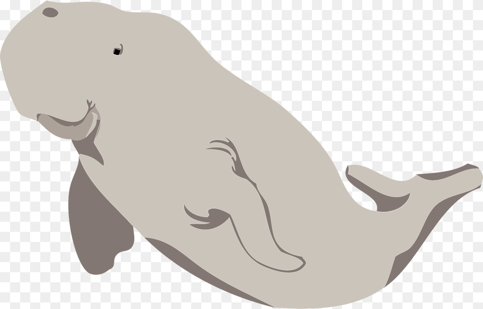 Beluga Whale Clipart, Animal, Mammal, Beluga Whale, Sea Life Free Png Download