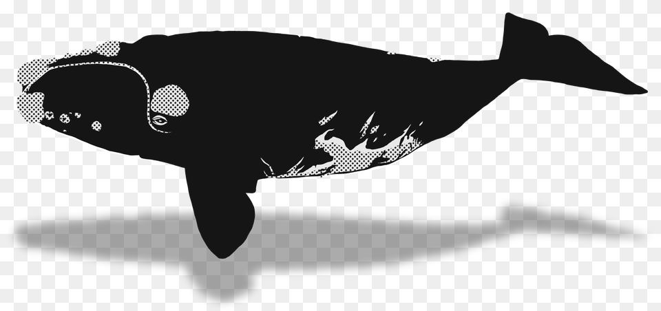 Beluga Whale Clipart Endless Ocean Ballena Franca Austral Dibujo, Animal, Mammal, Sea Life, Fish Png Image