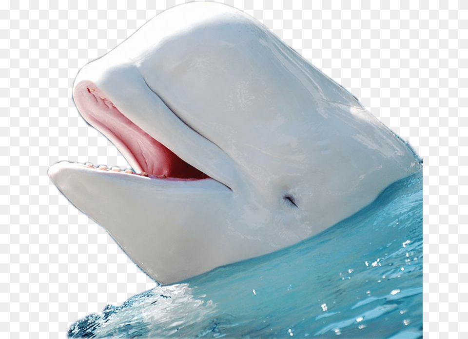 Beluga Whale No Background, Animal, Sea Life, Fish, Shark Free Png