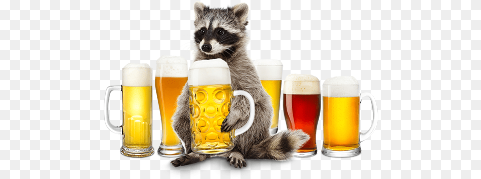Ben Johnson On Twitter Lager, Alcohol, Beer, Beer Glass, Beverage Free Png Download
