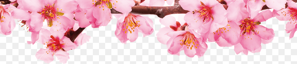 Bencaos Da Primavera Banner Img1 Banner Primavera, Flower, Plant, Cherry Blossom Png Image