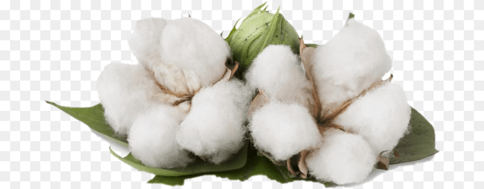 Benefits Of Cotton Plant Free Png