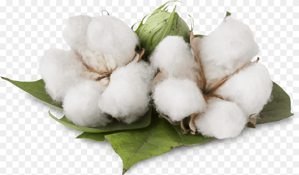 Benefits Of Cotton Plant Download, Nature, Outdoors, Snow, Snowman Png Image