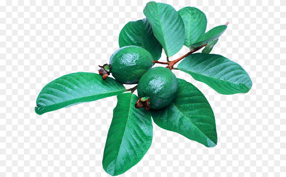 Benefits Of Guava Leaves For Hair, Food, Fruit, Leaf, Plant Free Transparent Png