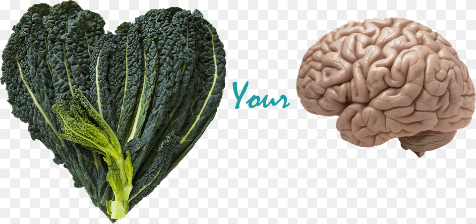 Benefits Of Kale Amp Your Brain Real Brain Free Transparent Png