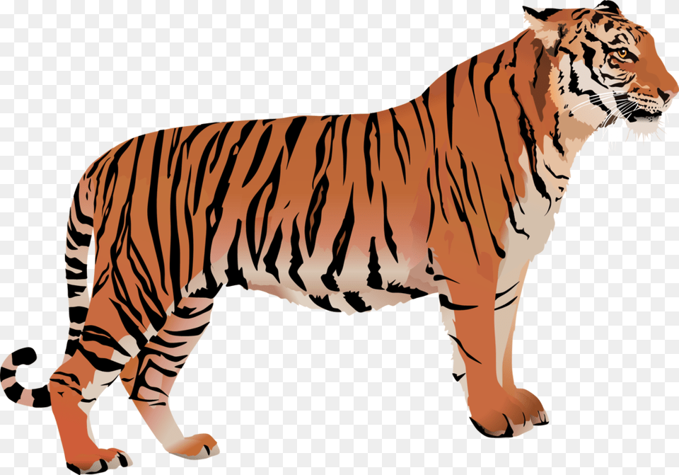 Bengal Cat Bengal Tiger White Tiger Clip Art Tiger With White Background Clipart, Animal, Mammal, Wildlife, Lion Png Image