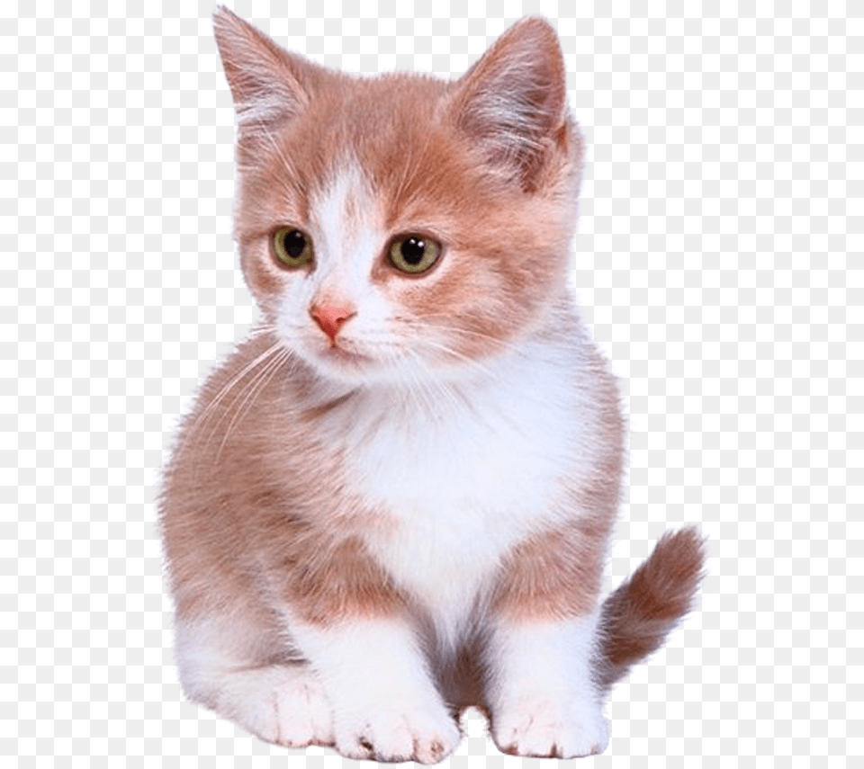 Bengal Cat Kitten Puppy Dog Cuteness Laser Pointer For Cats, Animal, Mammal, Pet, Manx Free Transparent Png
