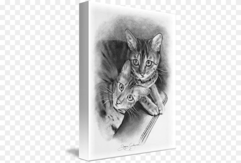 Bengal Cats In Pencil By Joyce Geleynse Cat, Art, Drawing, Animal, Mammal Free Png