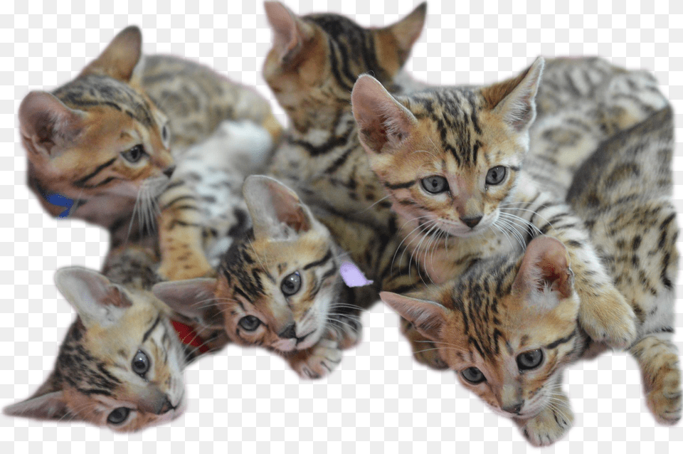 Bengal Kitten, Animal, Cat, Mammal, Pet Png Image