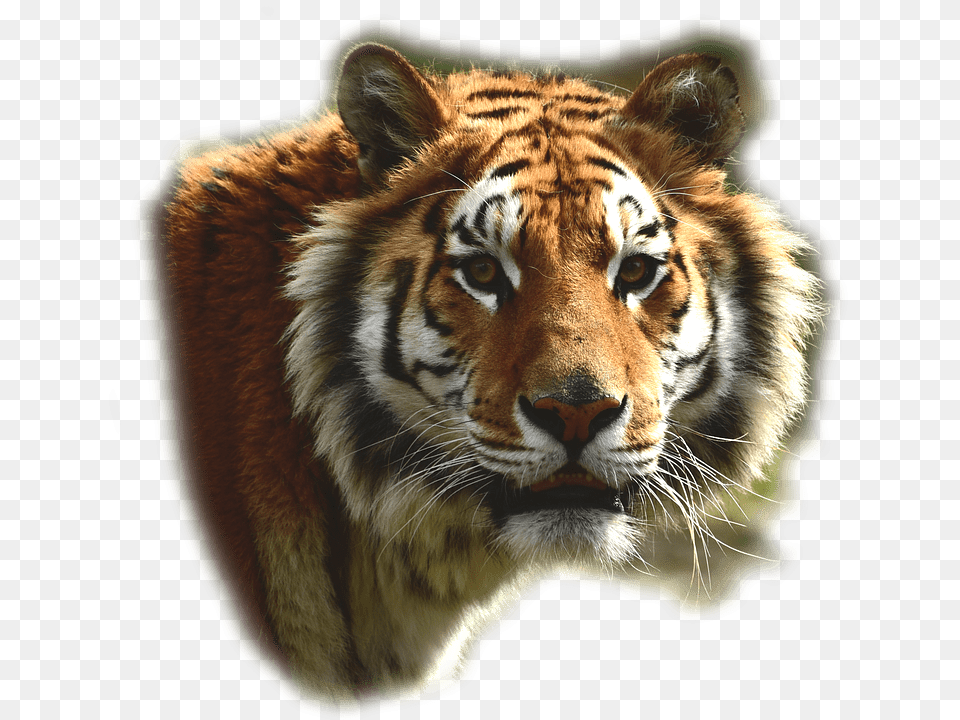 Bengal Tiger, Animal, Mammal, Wildlife Free Png