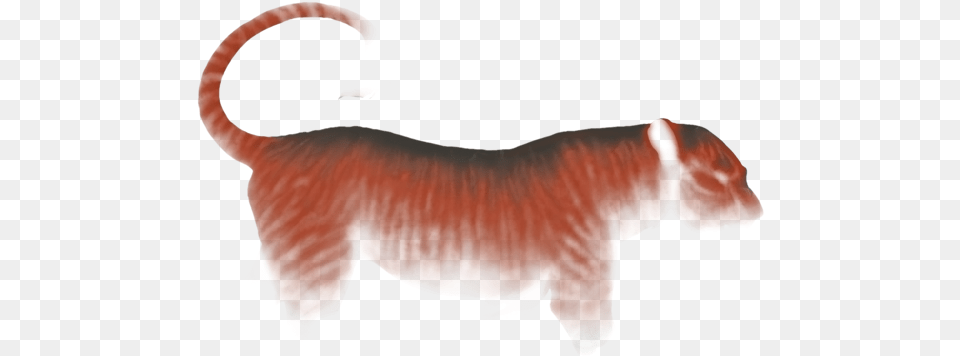 Bengal Tiger, Animal, Canine, Dog, Mammal Free Transparent Png