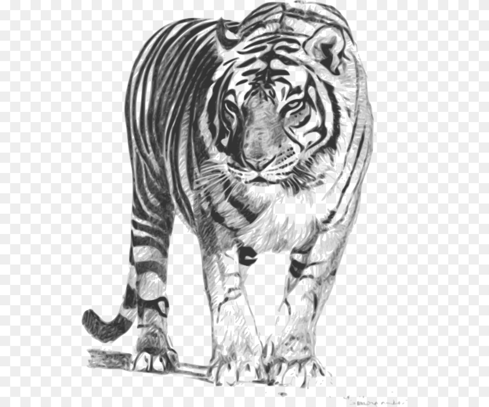 Bengal Tiger, Adult, Person, Male, Man Free Transparent Png