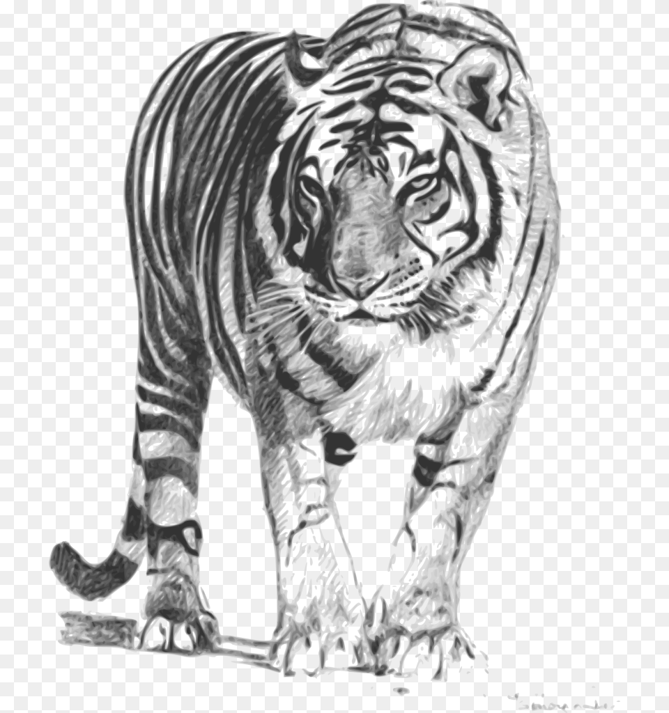 Bengal Tiger Royal Bengal Tiger Sketch, Art, Adult, Person, Male Free Png
