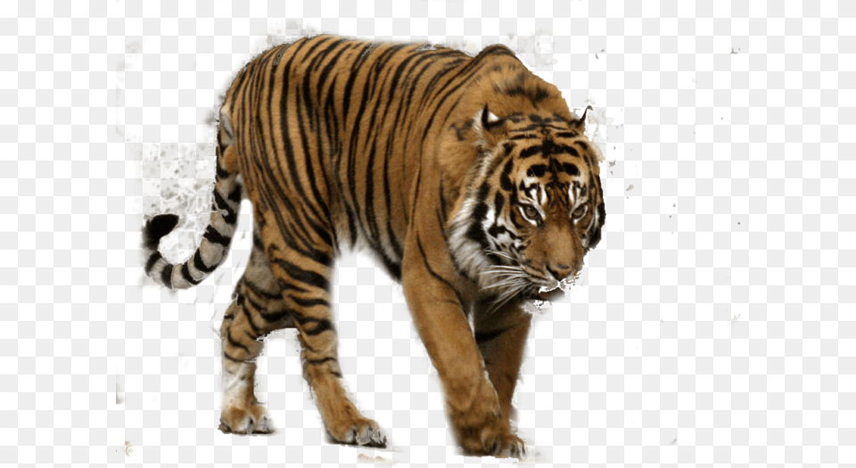 Bengal Tiger Sumatran Tiger, Animal, Mammal, Wildlife Png Image
