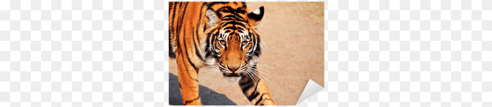 Bengal Tigers V Bengal Tiger, Animal, Mammal, Wildlife Png