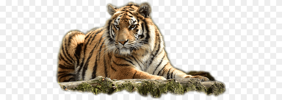 Bengaltiger Animal, Mammal, Tiger, Wildlife Free Png